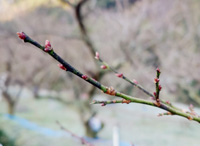 �썂�~�̂ڂ݁i12��28���j