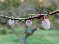 �썂�~�̐Ԃ����i3��27���j