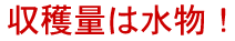 収穫量は水物!